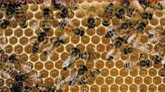 Pattern-Oriented Software Architectures for Concurrent and Networked Software