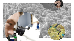 Bacteria and Chronic Infections