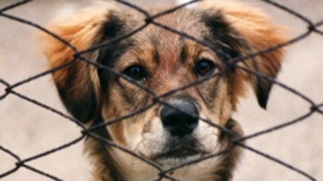 Online Course: Animal Behaviour and Welfare from University of - Main Image